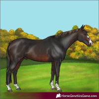 Horse Color:Liver Chestnut and Brown