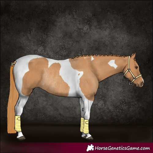 Horse Color:Chestnut Tobiano Rabicano