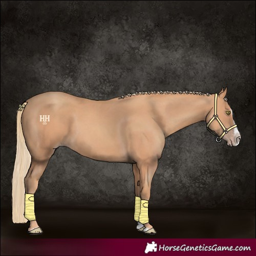 Horse Color:Gold Champagne Splash 