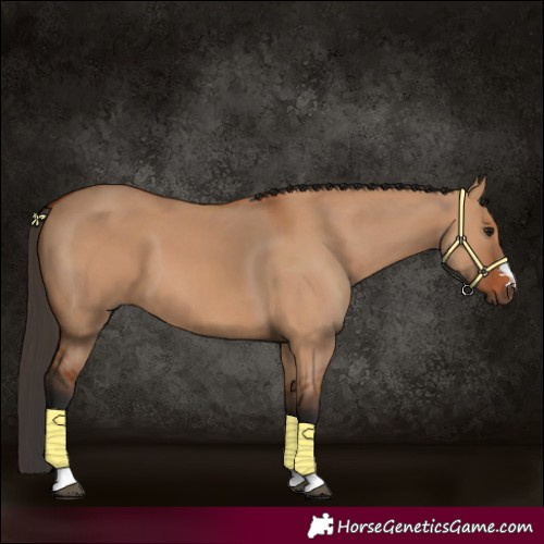 Horse Color:Bay Dun