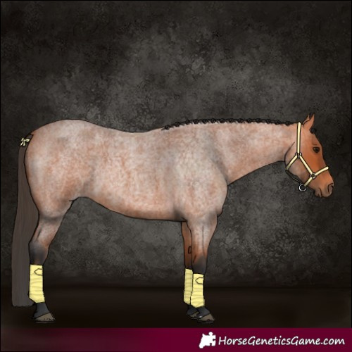 Horse Color:Bay Roan