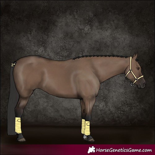 Horse Color:Liver Red Dun Rabicano 