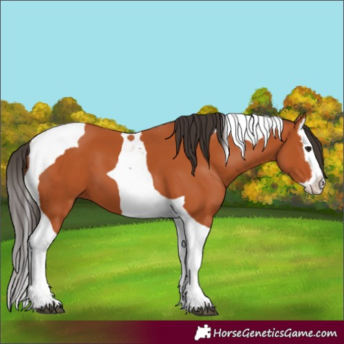Horse Color:Bay Splash Tobiano