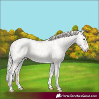 Horse Color:Silver Amber Champagne Roan Dun Splash Tobiano Frame Appaloosa Rabicano 