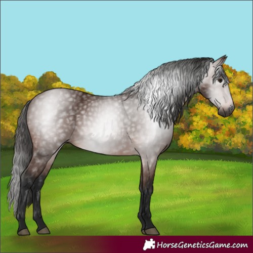 Horse Color:Gray Bay 