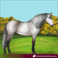 Horse Color:Gray Bay 