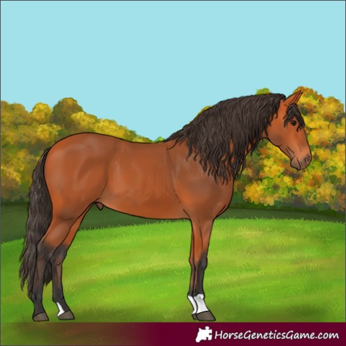 Horse Color:Bay 