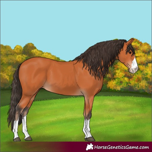 Horse Color:Bay 