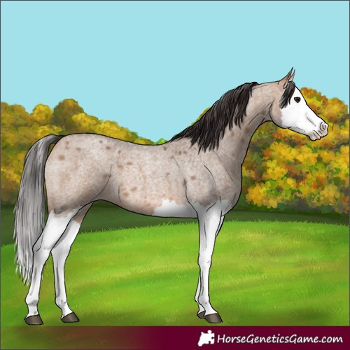 Horse Color:Bay Roan Dun Splash 