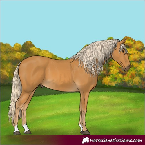 Horse Color:Palomino 