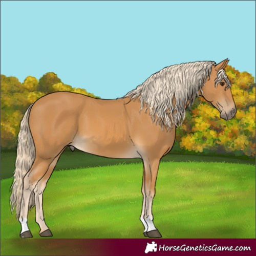 Horse Color:Palomino 
