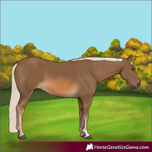 Horse Color:Chocolate Palomino 