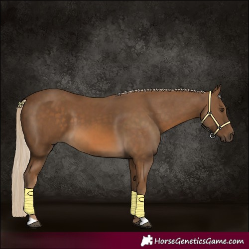 Horse Color:Chocolate Palomino