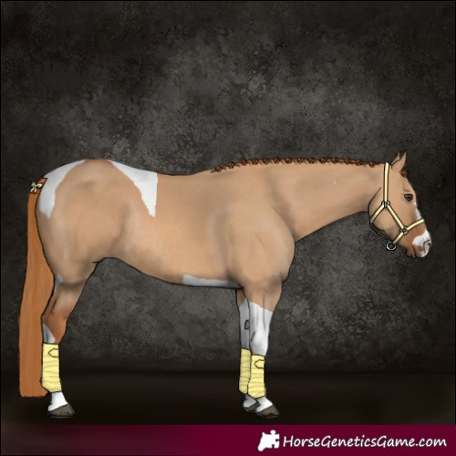 Horse Color:Red Dun Tobiano Rabicano