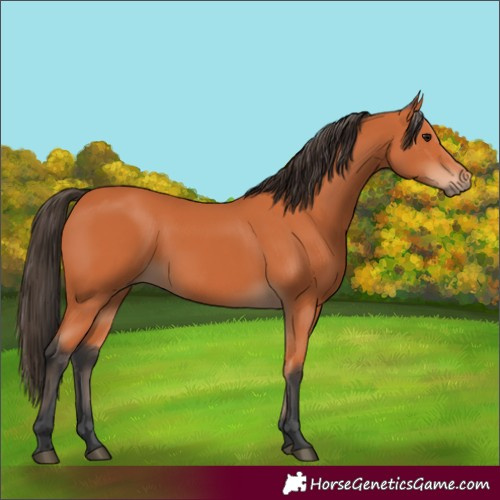 Horse Color:Bay 