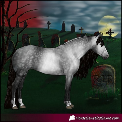 Horse Color:Gray Black