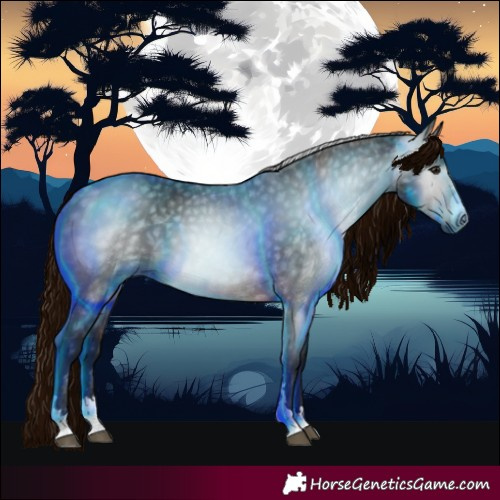 Horse Color:Gray Bay 