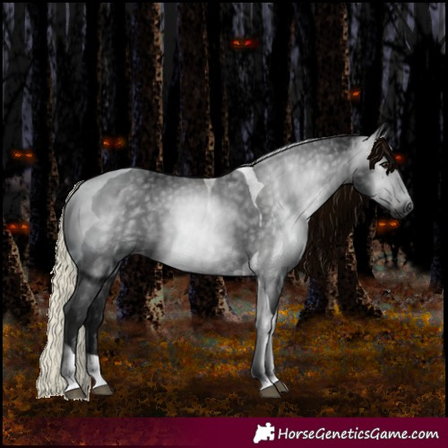 Horse Color:Gray Black Tobiano Varnish