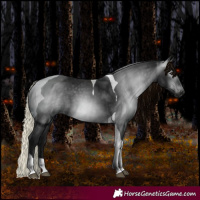 Horse Color:Gray Black Tobiano Appaloosa