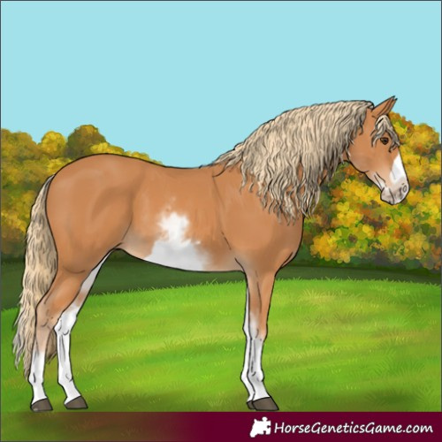 Horse Color:White Spotted Chestnut Frame 