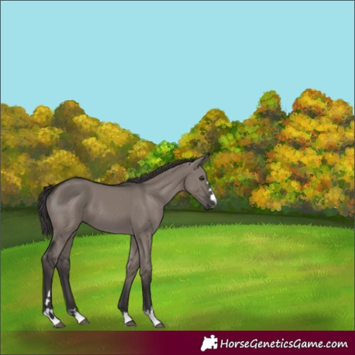 Horse Color:Smoky Grullo