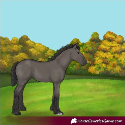 Horse Color:Smoky Grullo