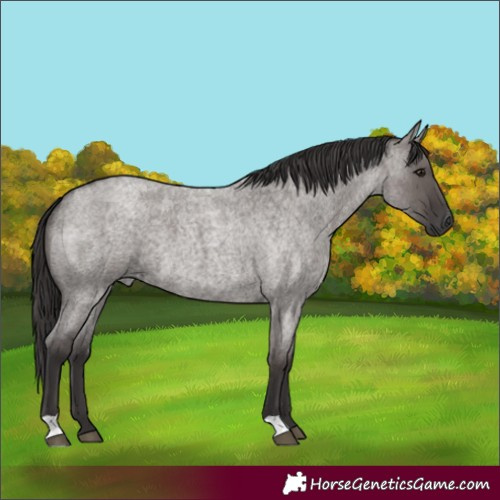 Horse Color:Smoky Grullo Roan 