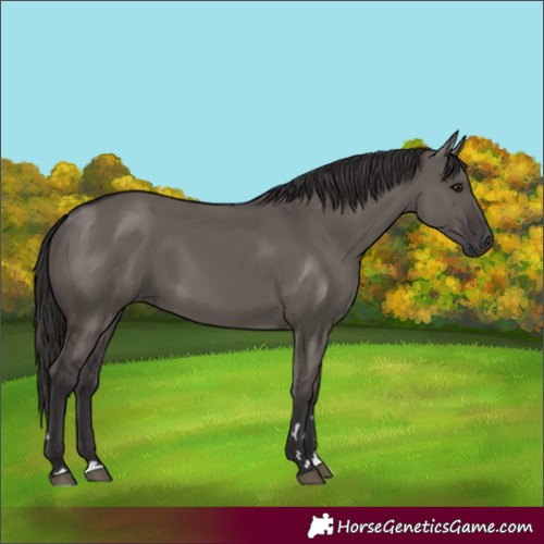 Horse Color:Smoky Grullo 