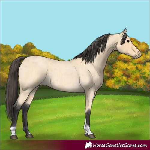 Horse Color:Buckskin Roan Tobiano 