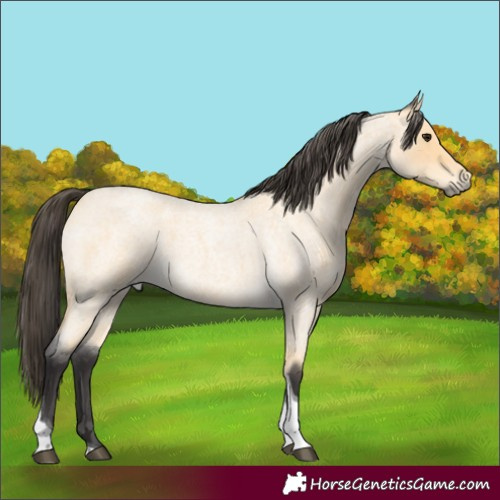 Horse Color:Buckskin Roan Tobiano 