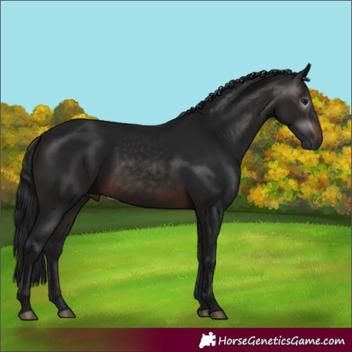 Horse Color:Gray White Spotted Brown 