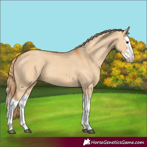 Horse Color:Red Dun Splash 
