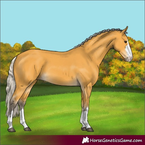 Horse Color:Silver Buckskin 