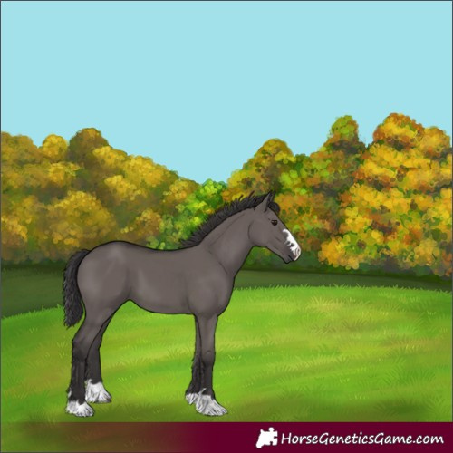Horse Color:Smoky Grullo