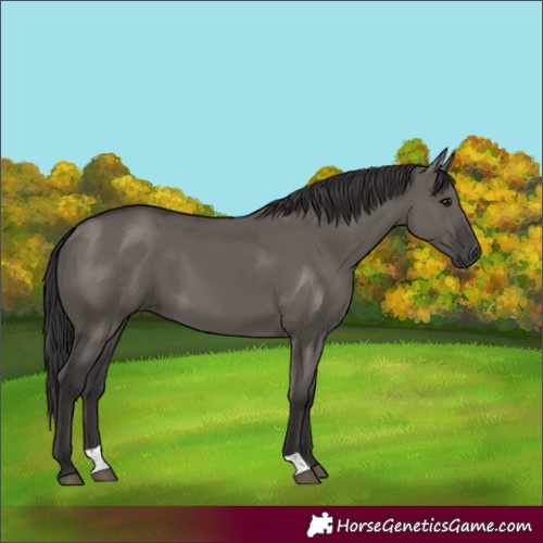 Horse Color:Smoky Grullo 