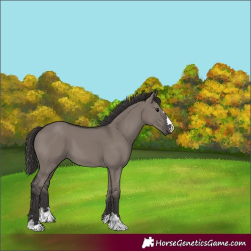 Horse Color:Smoky Grullo 