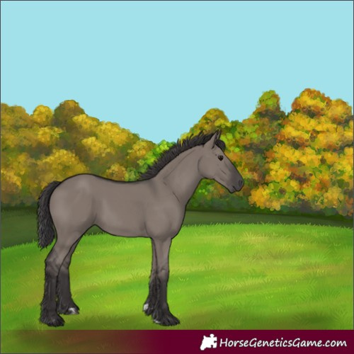 Horse Color:Smoky Grullo 