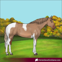Horse Color:Red Dun Tobiano