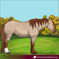 Horse Color:Red Dun