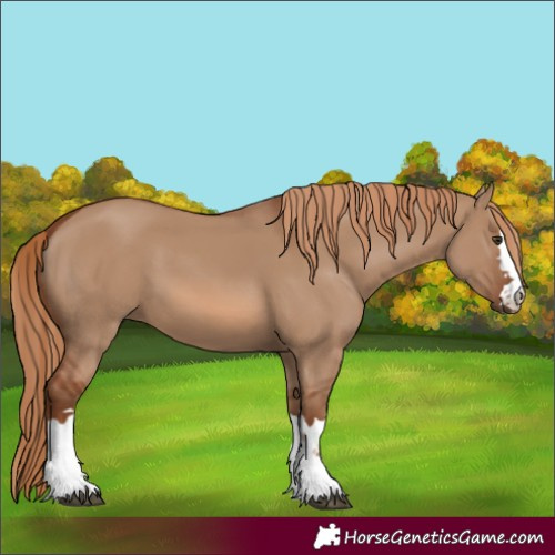 Horse Color:Red Dun 