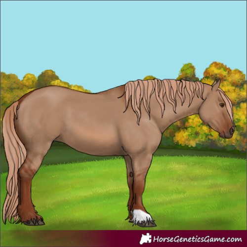 Horse Color:Red Dun 