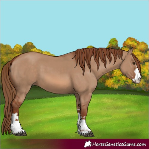 Horse Color:Red Dun 