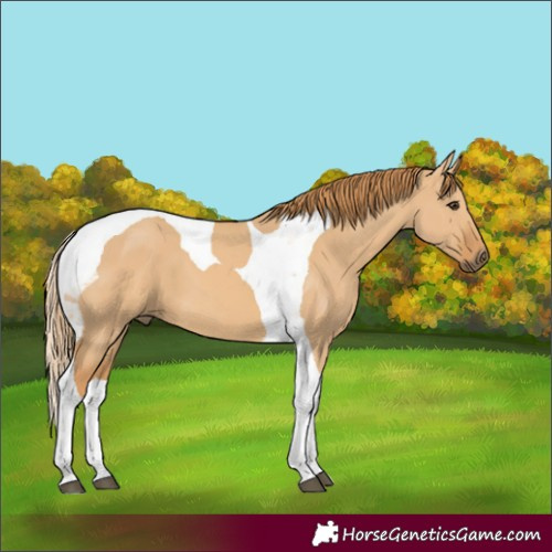 Horse Color:Red Dun Tobiano