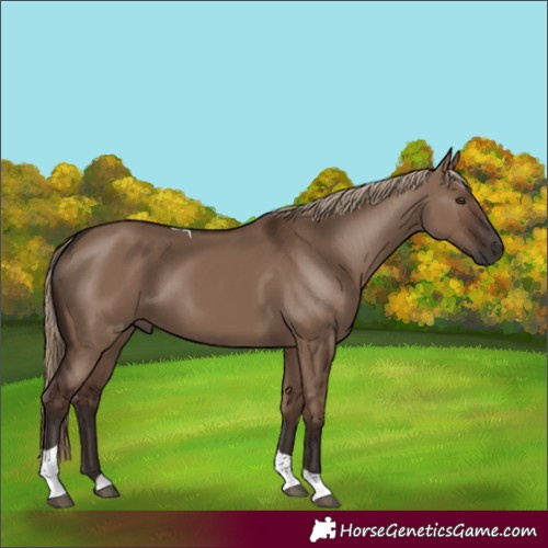 Horse Color:Liver Red Dun Tobiano 
