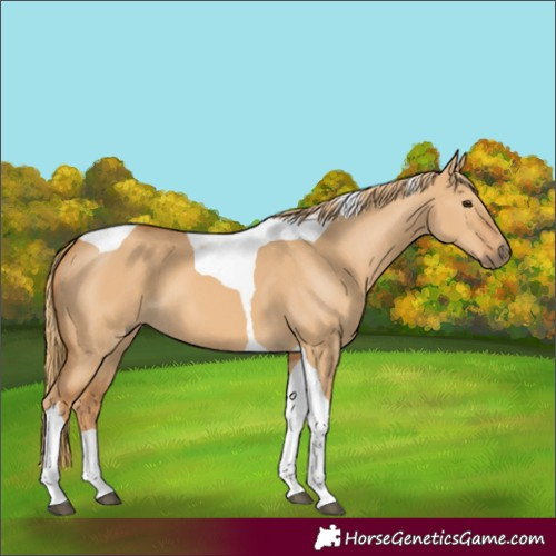 Horse Color:Red Dun Tobiano 