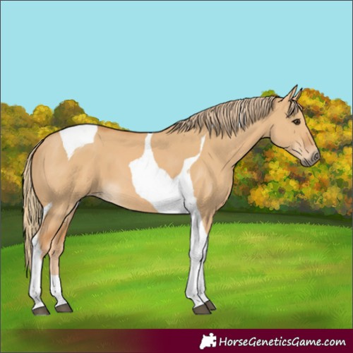 Horse Color:Red Dun Tobiano 