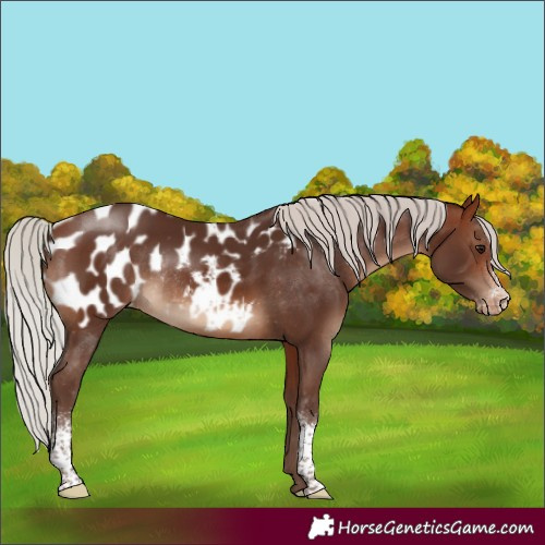 Horse Color:Silver Brown Sabino Appaloosa Rabicano 