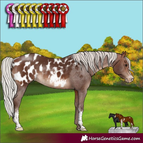 Horse Color:Silver Brown Sabino Blanket Rabicano 