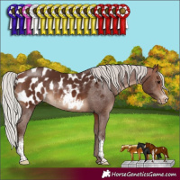 Horse Color:Silver Brown Sabino Blanket Rabicano 