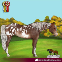 Horse Color:Silver Brown Sabino Appaloosa Rabicano